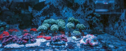 Aquarium